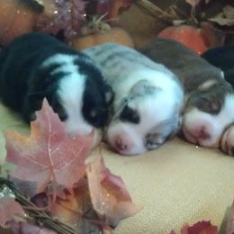 Australian Shepherd Puppies from Triple MMM Kennel
