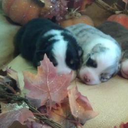 Australian Shepherd Puppies from Triple MMM Kennel