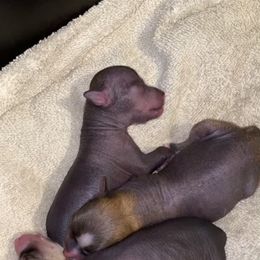 Chinese Crested Puppies from Cosmopawlitan