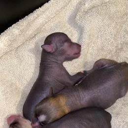 Chinese Crested Puppies from Cosmopawlitan