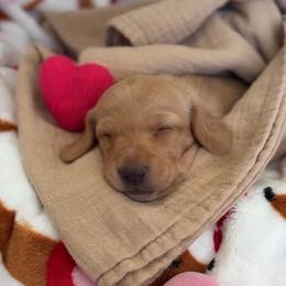 Amora - Cream female Dachshund puppy in Phoenix, Arizona from Lengthydog.co
