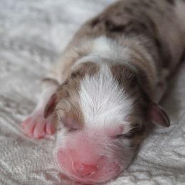 Sesame - Red merle male Australian Shepherd puppy in Coatesville, Pennsylvania from Little Acre Aussies