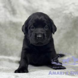 Light purple - Black female Labrador Retriever puppy in Beaverdam, Virginia from Riverside Sunset Labrador Retrievers