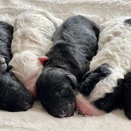 Goldendoodle Puppies from Rolling Acres Doodles and Poodles