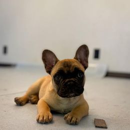 French Bulldog Puppies from Bailey French Bulldogs