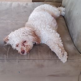 Lilly - Cockapoo