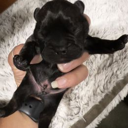 French Bulldog Puppies from Ayala’s