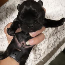 French Bulldog Puppies from Ayala’s