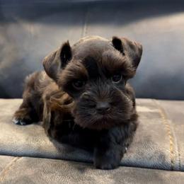 Lulu's Liver beauty - Liver female Miniature Schnauzer puppy in Forest, Virginia from Prestige Kennel LLC