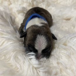 Gobble - Black brindle and white male Boston Terrier puppy in Johnstown, Colorado from R&M Bostons