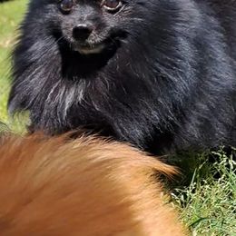 Pomeranians from Cloud Claws