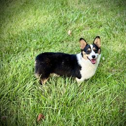 Chanel - Pembroke Welsh Corgi