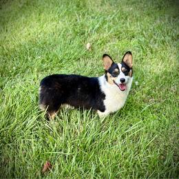 Chanel - Pembroke Welsh Corgi