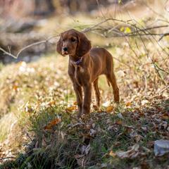 Irish Setter Puppies from Spring Creek Irish Setters