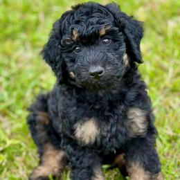 Ranger - Black tri-color male Aussiedoodle puppy in Liberty, Texas from Poodles and Doodles Most Excellent Adventures