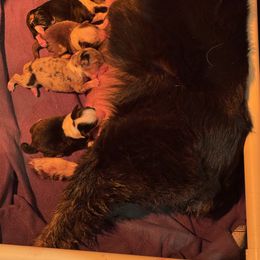 Girl 2 - Blue merle female Australian Shepherd puppy in Middletown, Delaware from Everline Aussies