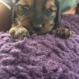 Dachshund Puppies from Hannau Doxies