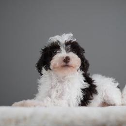 Rex - Parti male Schnoodle puppy in Caldwell, Idaho from Boise Doodle Co.