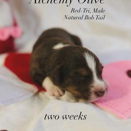 Australian Shepherd Puppies from Sunshine Shepherds