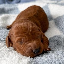 Coffee Date - Red  male Goldendoodle puppy in Russell Springs, Kentucky from Milk & Honey Doodles