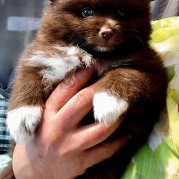 Kona - Chocolate male Pomeranian puppy in Bristol, Connecticut from Mala Poms