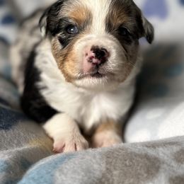 Reba blue Merle boy - Blue merle Miniature Australian Shepherd puppy in Buchanan, Georgia from Stanleyville Farm Mini Aussies