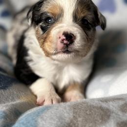 Reba blue Merle boy - Blue merle Miniature Australian Shepherd puppy in Buchanan, Georgia from Stanleyville Farm Mini Aussies