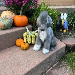 Orange Collar Girl - Blue female Bedlington Terrier puppy in Leesburg, Virginia from LAMZ Bedlington Terriers