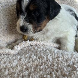 Molly - Tri-color female Bernedoodle puppy in Auburndale, Florida from Florida Mini Bernedoodles