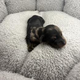 AKC Mocha - Dapple male Dachshund puppy in Laveen, Arizona from Acosta Kennel