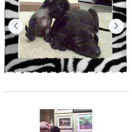 Chinese Crested Puppies from Sakkarra Chinese Crested Dogs and Art