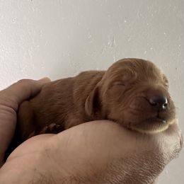 Boy 1 - Apricot male Goldendoodle puppy in San Diego, California from Southside Doodles