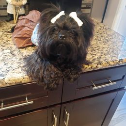 Bonnie  - Shih Tzu
