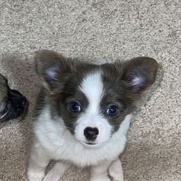 Chihuahuas from Moore Chi Pups