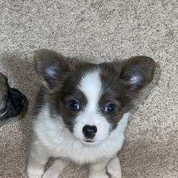 Chihuahuas from Moore Chi Pups