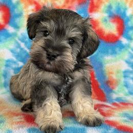 Cute Cuddle Buddy - Salt and pepper male Miniature Schnauzer puppy in Greensburg, Louisiana from Brock’s  Miniature Schnauzers of Louisiana