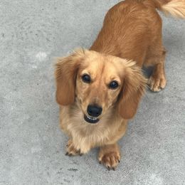 Butterscotch - Dachshund