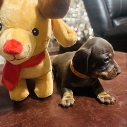 Moose- Only Male- Chocolate - Chocolate male Dachshund puppy in Aragon, Georgia from Daschunds Unlimited