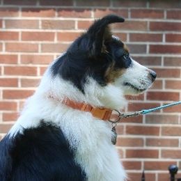 Miniature Australian Shepherd puppies from Copper Line Aussies