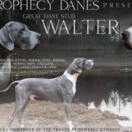 Walter - Great Dane
