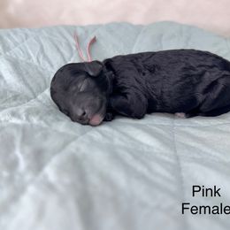 Luna - Black female Goldendoodle puppy in Mustang, Oklahoma from The Doodle grove