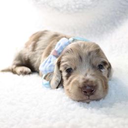 Wishes 2800 - Dapple male Dachshund puppy in Sonora, Kentucky from Maple Hill Miniature Dachshunds