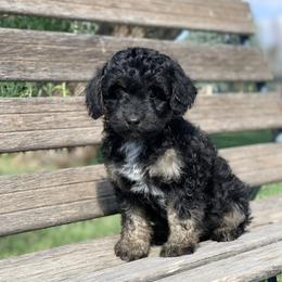 "Chandler AVAILABLE $3,000 7/25/21" Aussiedoodle Puppies from Backyard Doodles