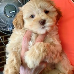 Australian Labradoodle Puppies from Charlotte Labradoodles