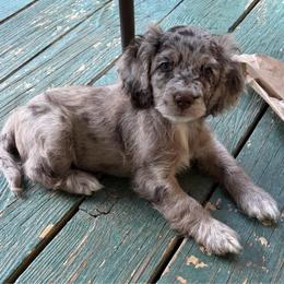 Claude - Merle male Cockapoo puppy in Lillington, North Carolina from Peace, Love, and Puppies at the Creek