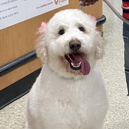 Summer - Goldendoodle