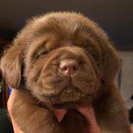 Labrador Retriever Puppies from New England Premier English Labradors