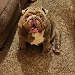 Enzo - Bulldog