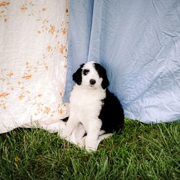 Sheepadoodle Puppies from Life Unleashed Farm