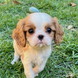 Bobby - Blenheim male Cavalier King Charles Spaniel puppy in Diberville, Mississippi from Sophie’s AKC Cavaliers